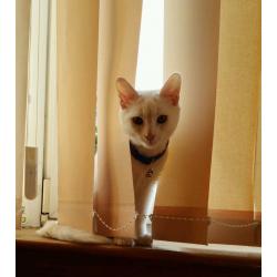 2 cats for rehoming