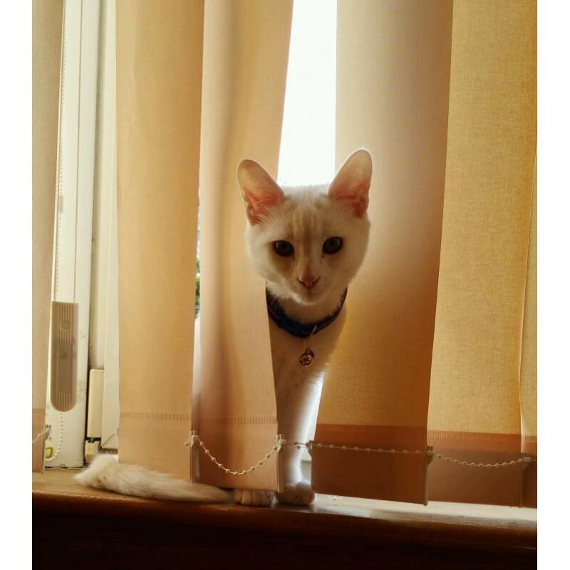2 cats for rehoming