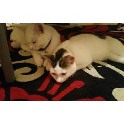 2 cats for rehoming