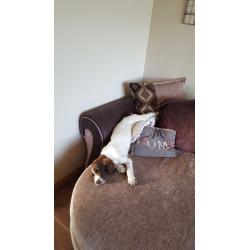 2 springer pups for sale