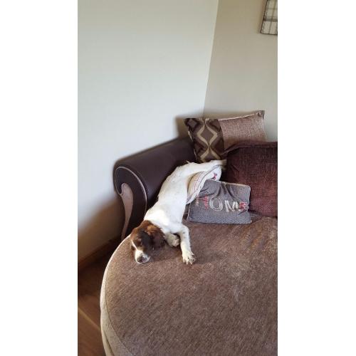 2 springer pups for sale