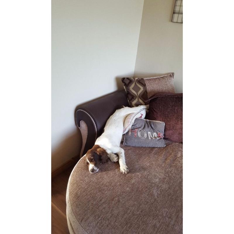 2 springer pups for sale