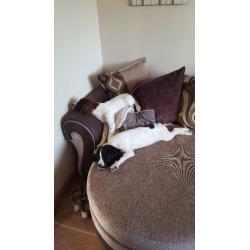 2 springer pups for sale