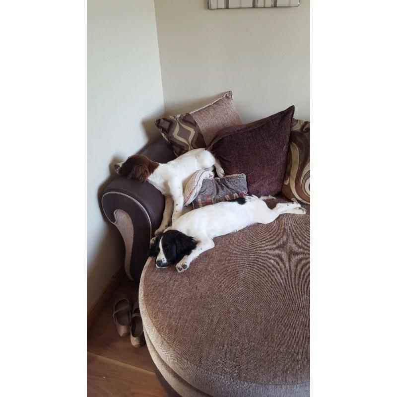 2 springer pups for sale