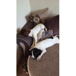 2 springer pups for sale
