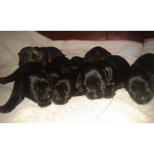 Kc Reg Black Miniature Schnauzer Pups