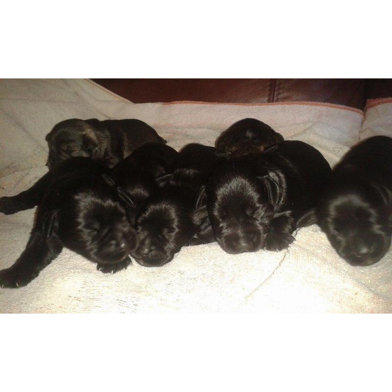 Kc Reg Black Miniature Schnauzer Pups