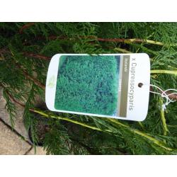 Llelandii conifers