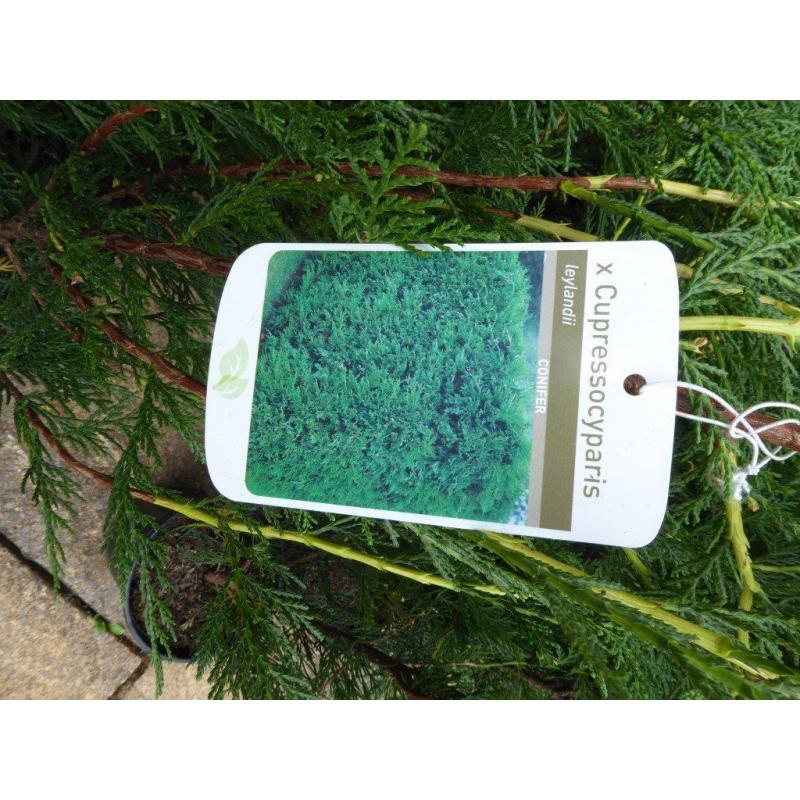 Llelandii conifers