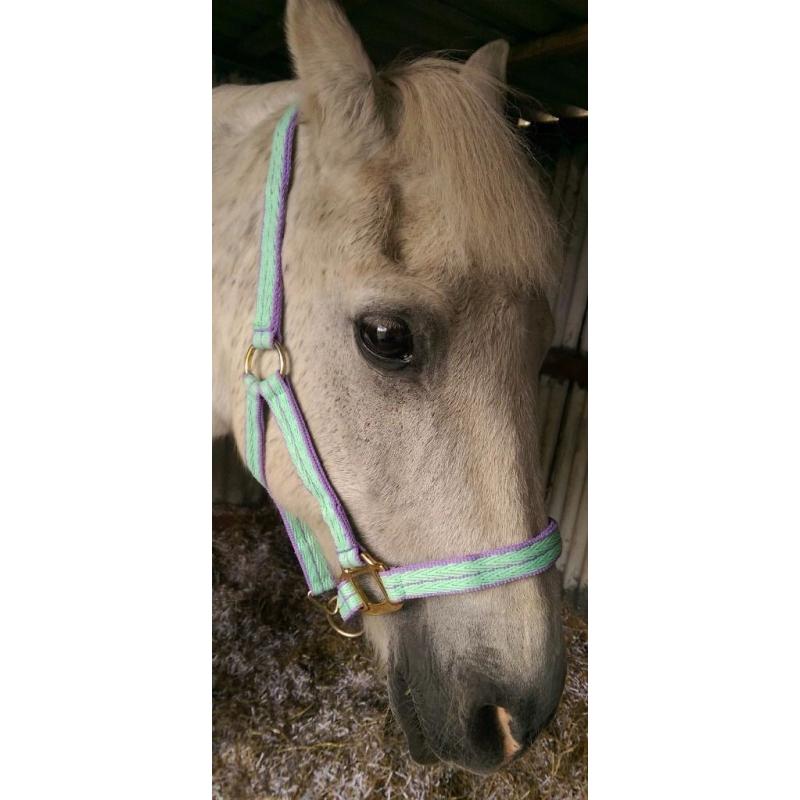 Headcollar and fly mask
