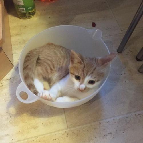11 Week Old Male Ginger & White Kitten