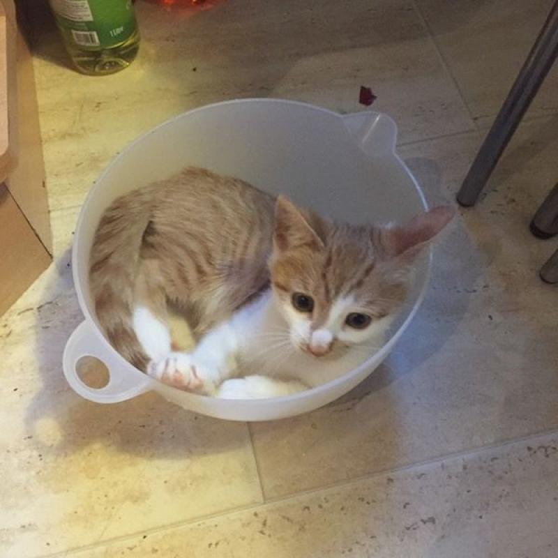 11 Week Old Male Ginger & White Kitten