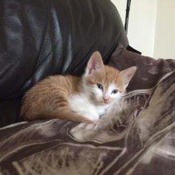11 Week Old Male Ginger & White Kitten