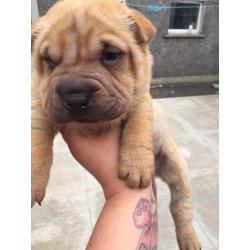 Shar pei dog 8 weeks old