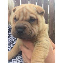 Shar pei dog 8 weeks old