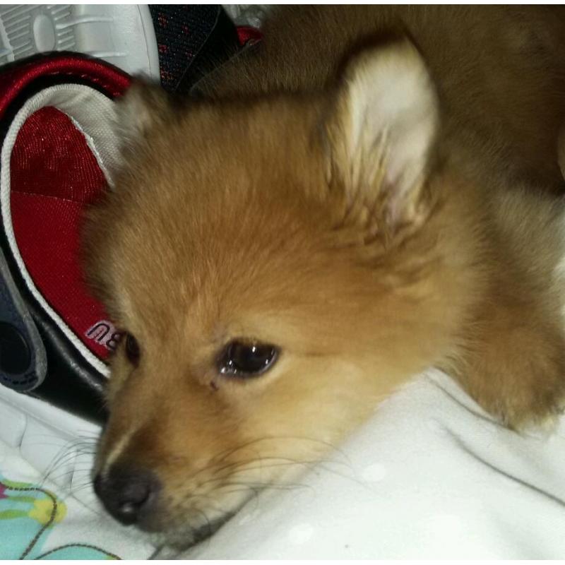 Miniature Pomeranian