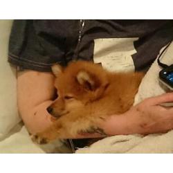 Miniature Pomeranian
