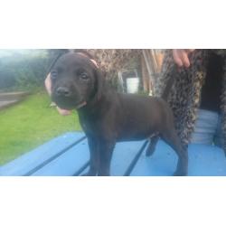Patterdale terrier pups