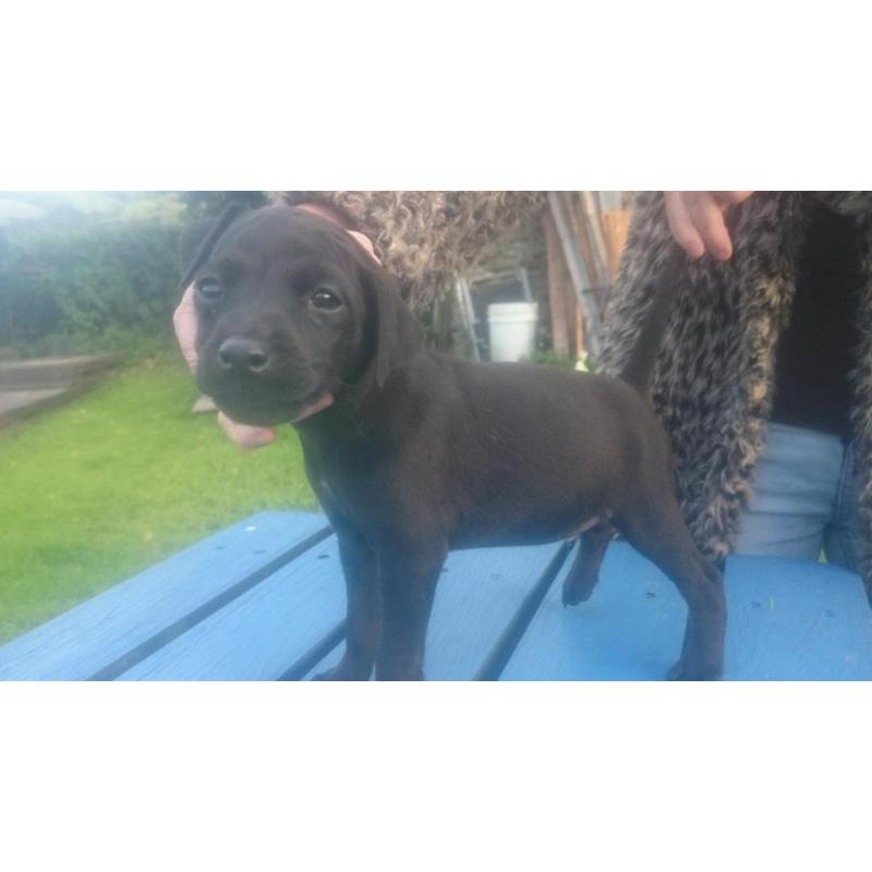 Patterdale terrier pups