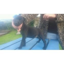 Patterdale terrier pups