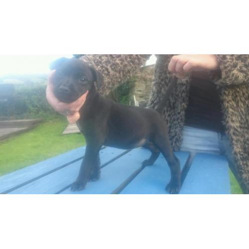 Patterdale terrier pups