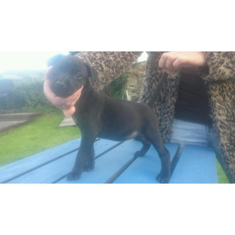 Patterdale terrier pups