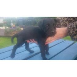 Patterdale terrier pups