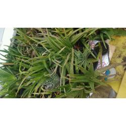 Aloe Vera plants
