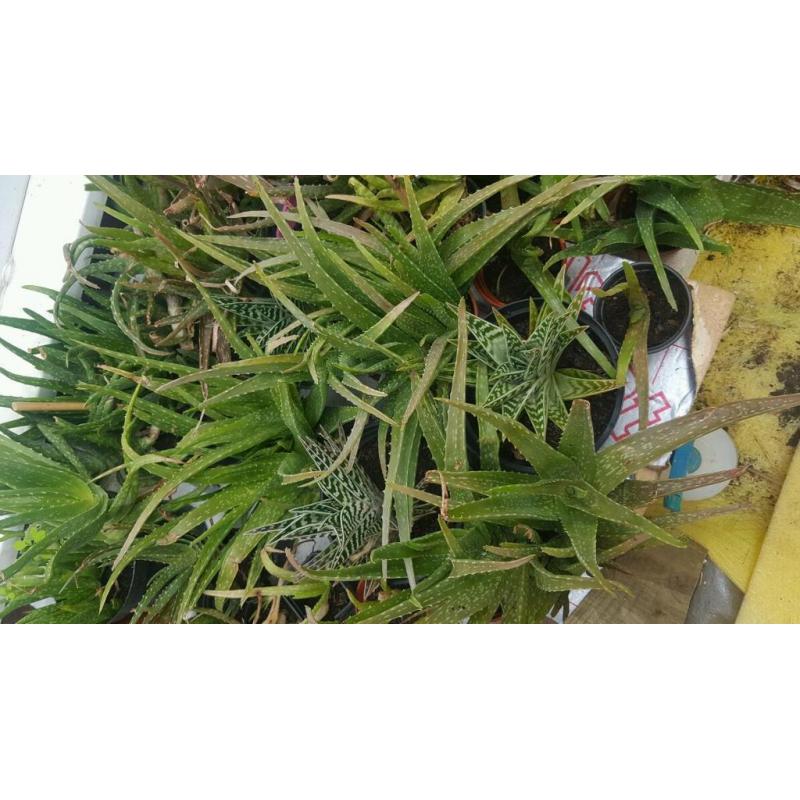 Aloe Vera plants