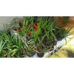 Aloe Vera plants