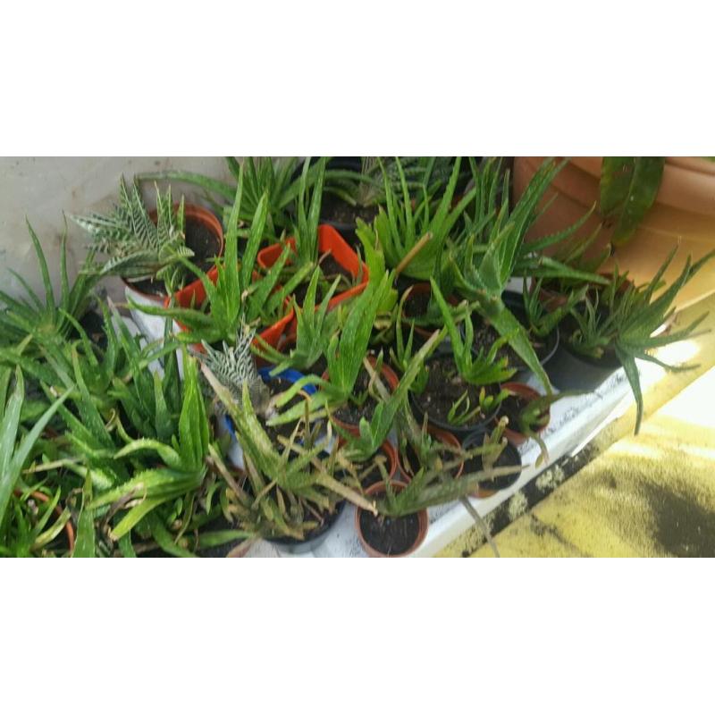 Aloe Vera plants