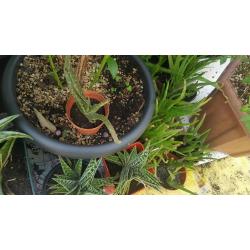 Aloe Vera plants