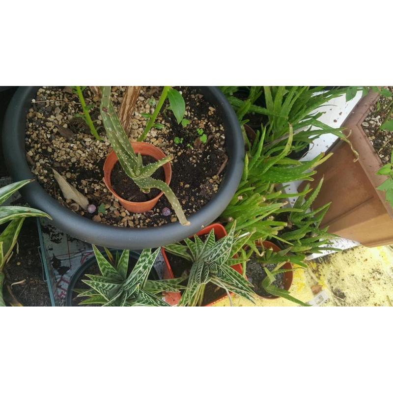 Aloe Vera plants