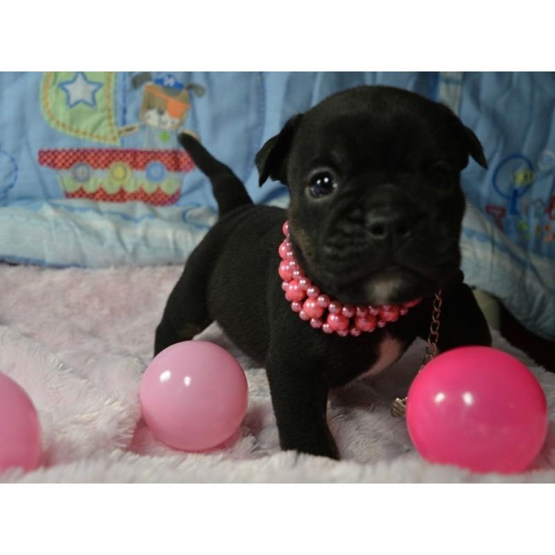 Gorgeous chunky BULLDOG puppy males and females with papers.