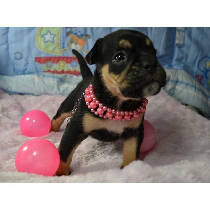 Gorgeous chunky BULLDOG puppy males and females with papers.