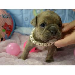 Gorgeous chunky BULLDOG puppy males and females with papers.