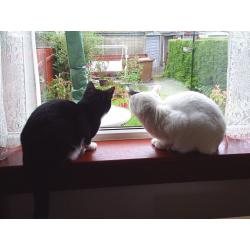 2 mature friendly cats need a new home for free