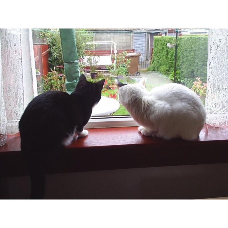 2 mature friendly cats need a new home for free