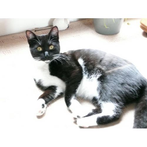 2 mature friendly cats need a new home for free
