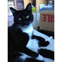 2 mature friendly cats need a new home for free