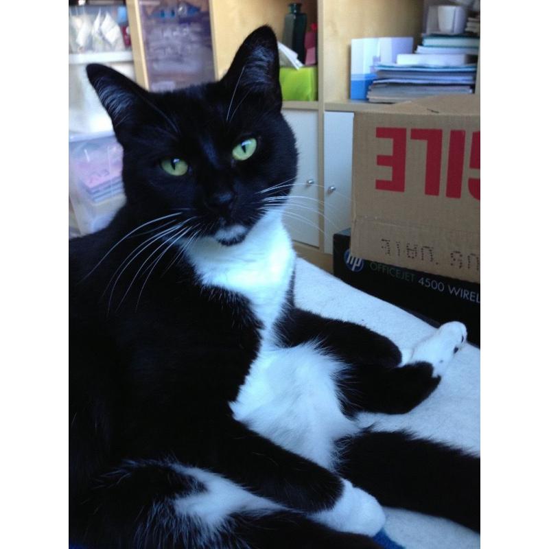2 mature friendly cats need a new home for free