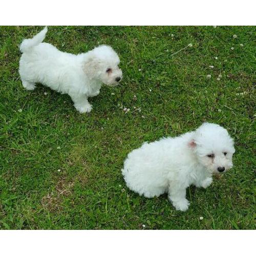 Cavashon puppies