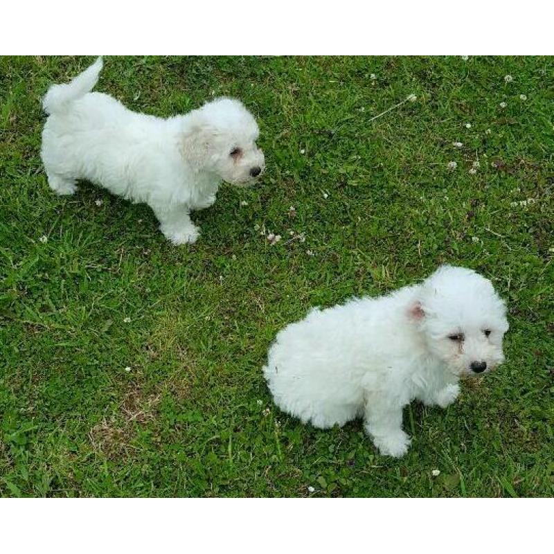 Cavashon puppies