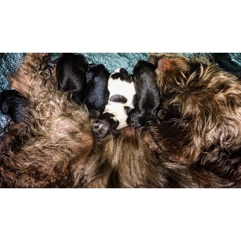 Mixed pointer puppies for sale