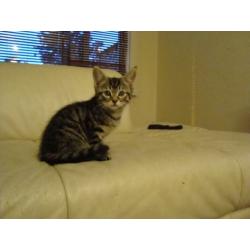 3kittens for sale