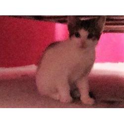3kittens for sale