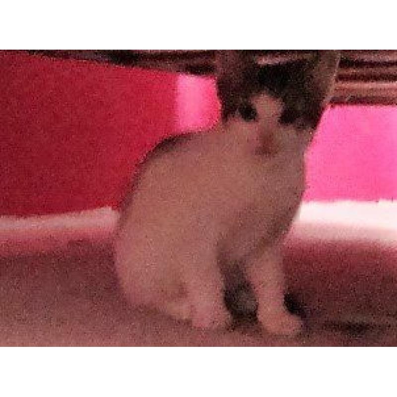 3kittens for sale