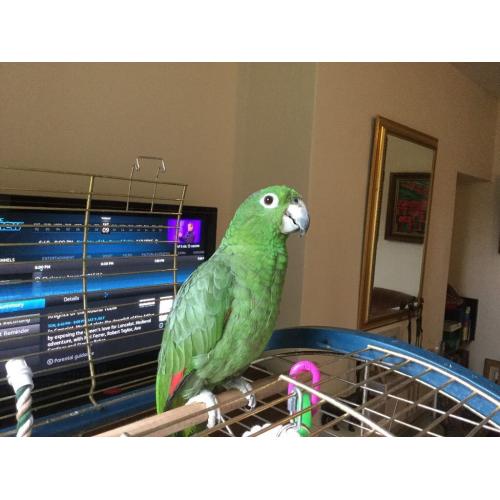 Large Amazon orange wing parrot.
