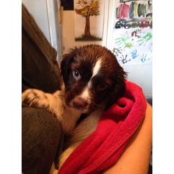 KC Registered English Springer Spaniel