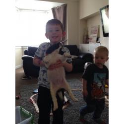KC Registered English Springer Spaniel